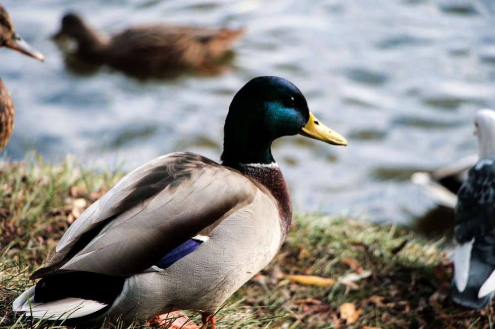 Фотография автора Климентий