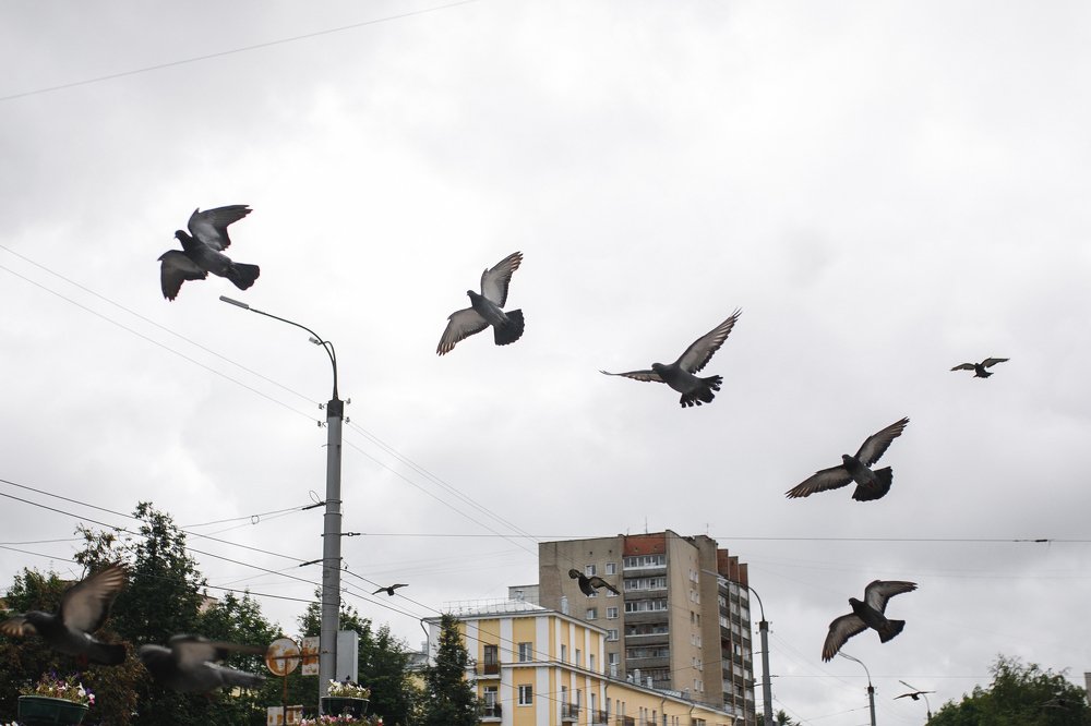 Фотография автора Тема Цезарь