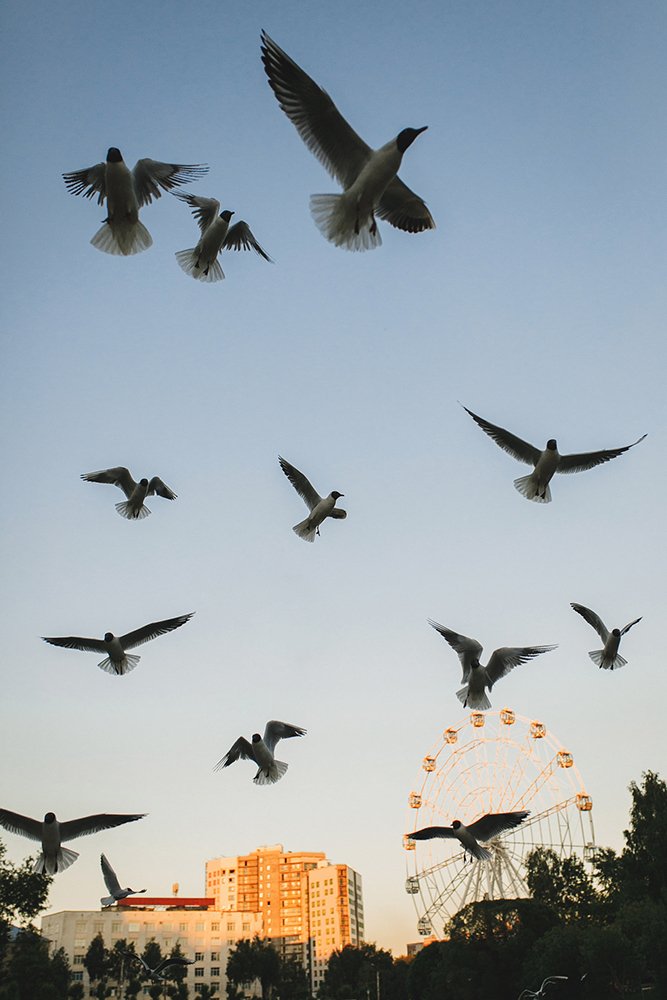 Фотография автора Тема Цезарь