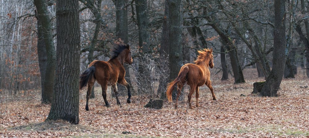 Фотография автора Олег Смирнов