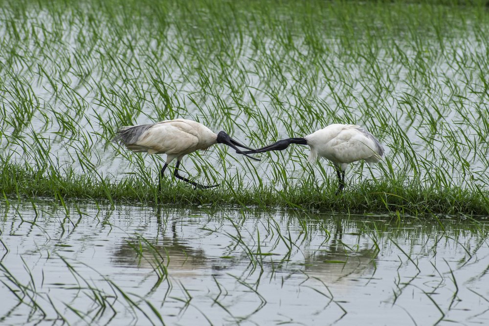 Photograph by mayur shrimali