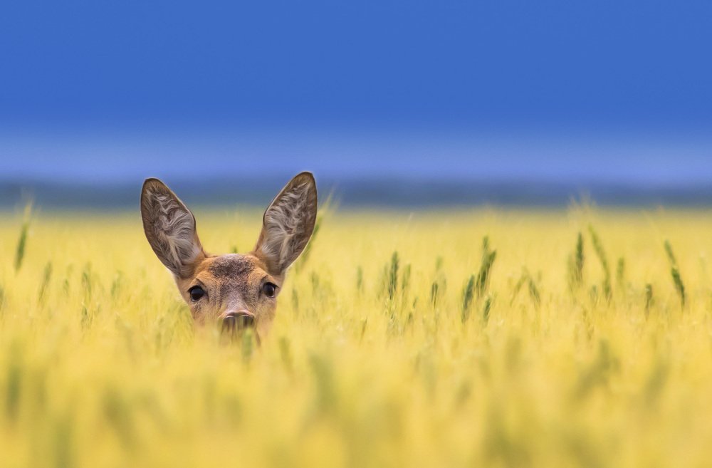 Photograph by Zlatko Borenović