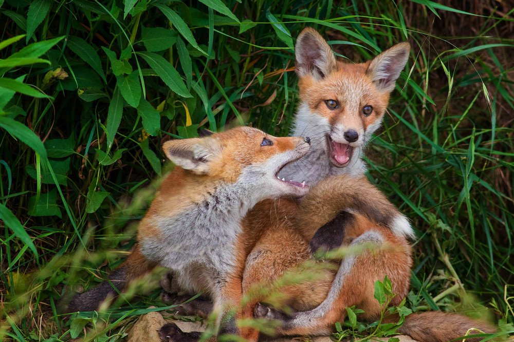 Photograph by Zlatko Borenović