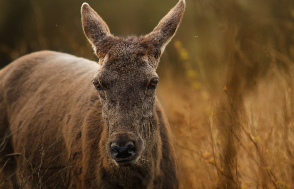 Photograph by Zlatko Borenović