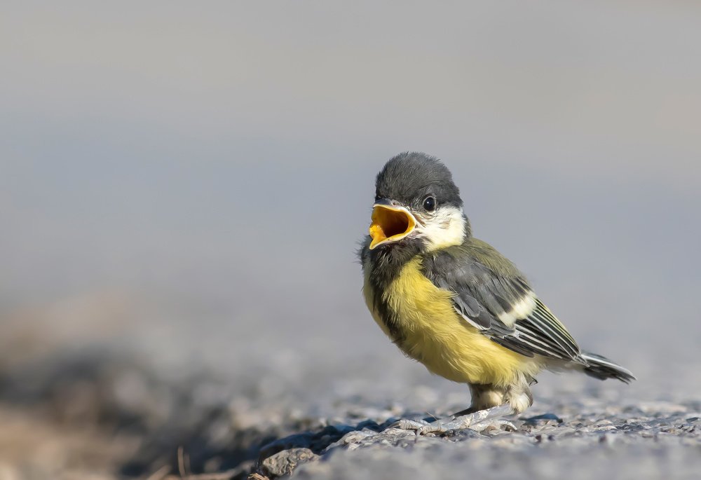 Photograph by Zlatko Borenović