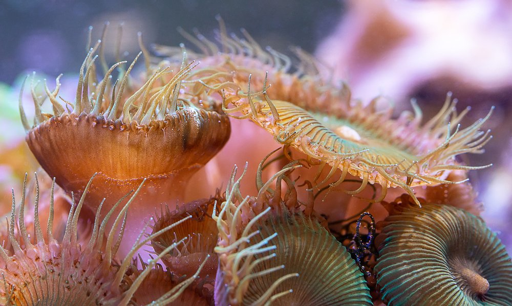 Photograph by Нина Хорева