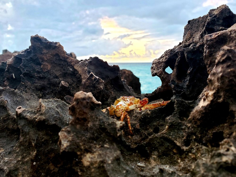 Photograph by Alain Pilgrim