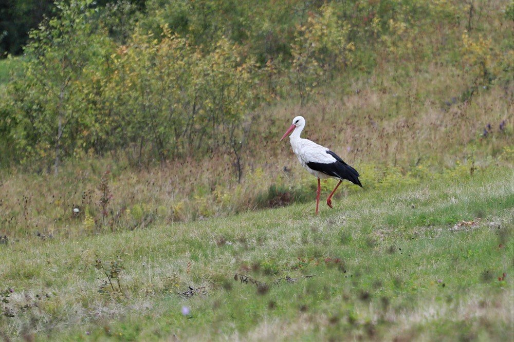 Photograph by Андрей Телибаев