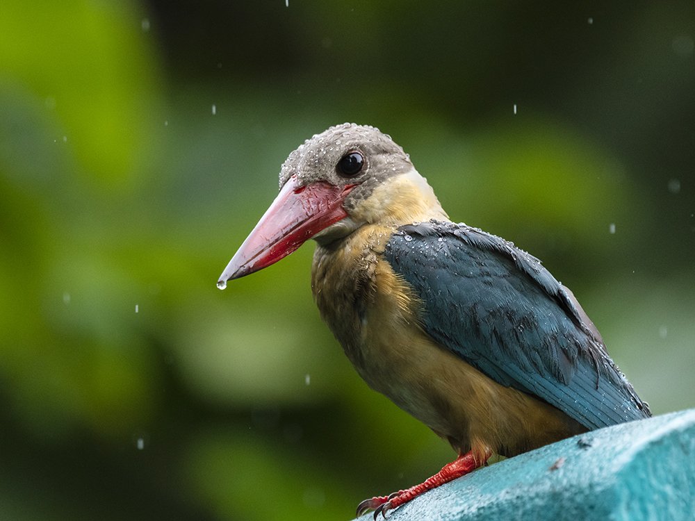 Kingfisher in the Rain