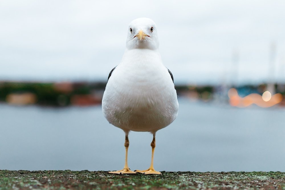 Photograph by Саша Матвеев