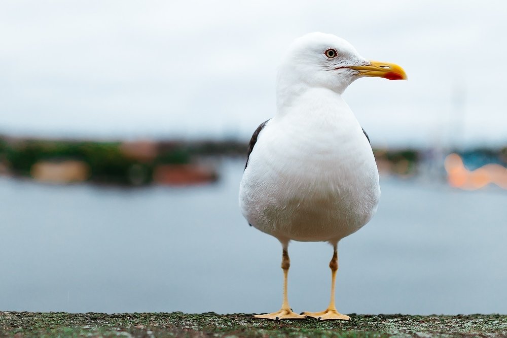 Photograph by Саша Матвеев