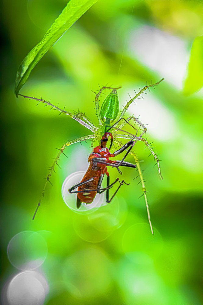 Red Food is Now my Mood