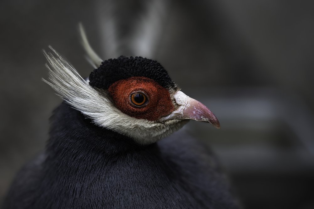 Ушастый фазан