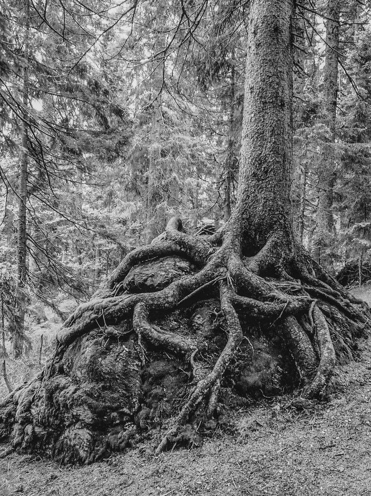 Photograph by Petr Kočica