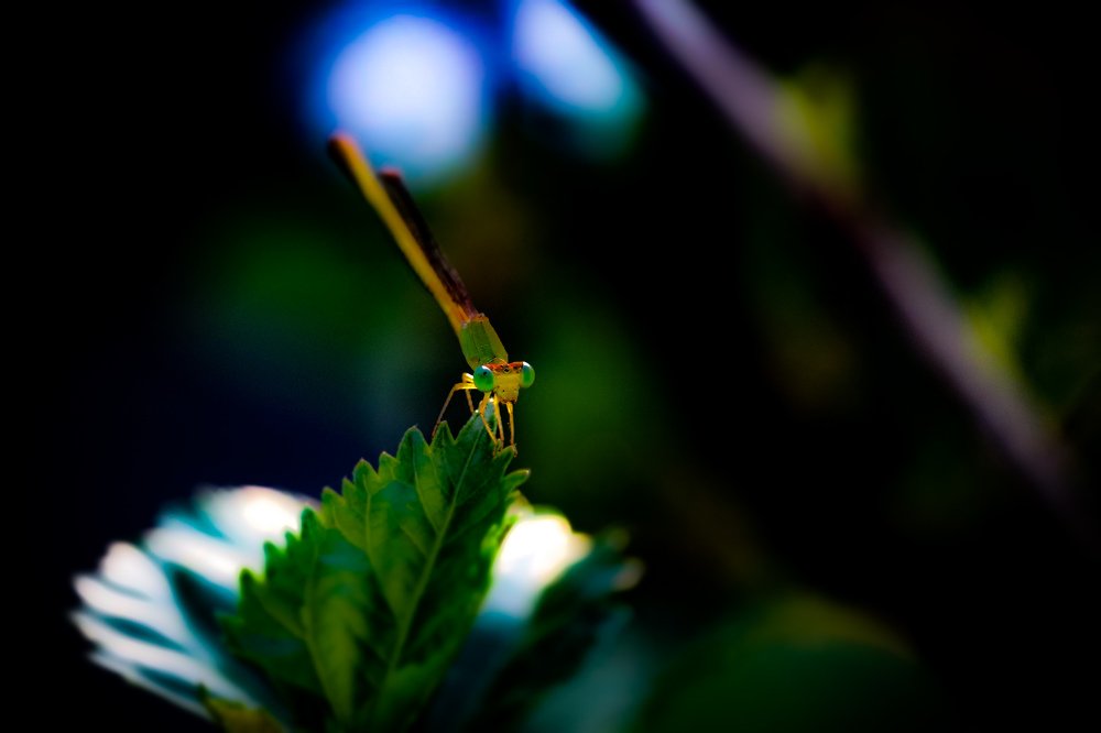 Photograph by Deep Ghosh