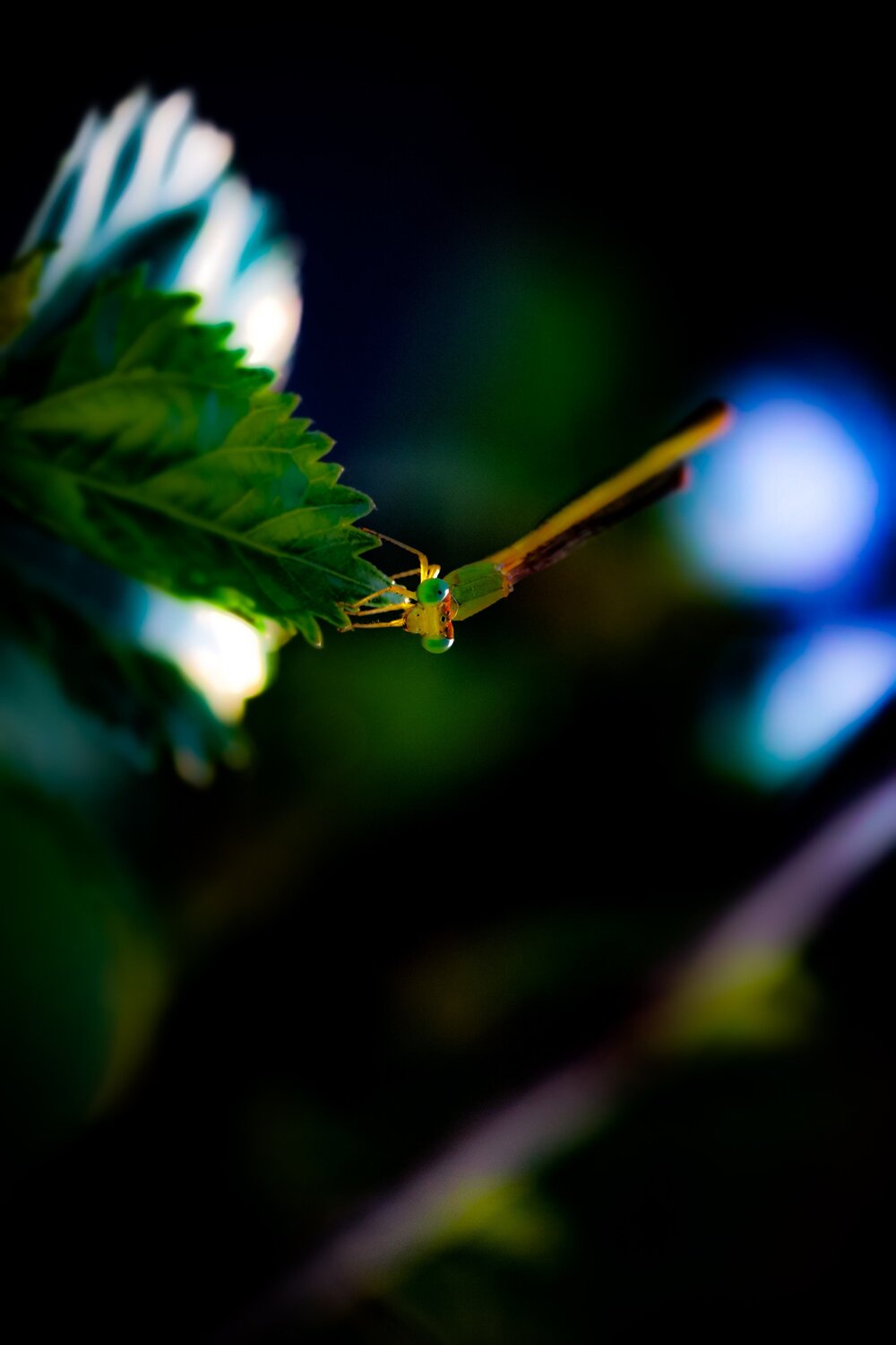 Photo #4907234