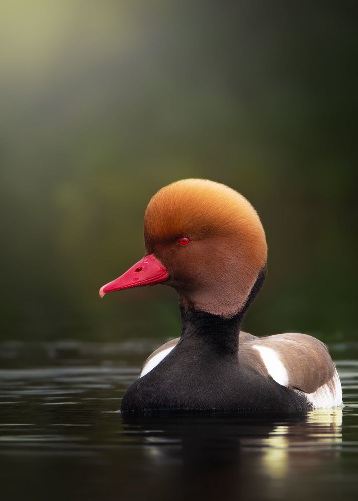 Photograph by SOURAV SAMADDAR