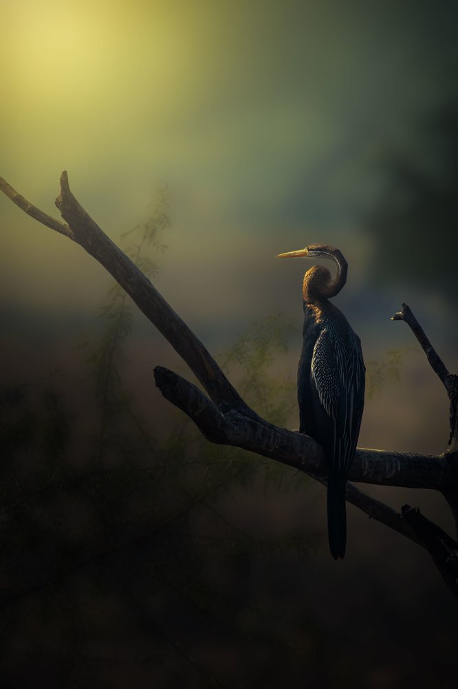 Photograph by SOURAV SAMADDAR