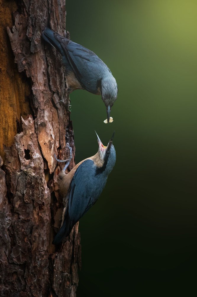 Photograph by SOURAV SAMADDAR