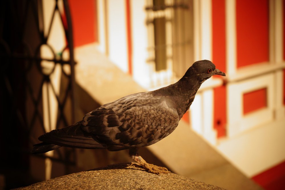 Photograph by Юлия Лазебная