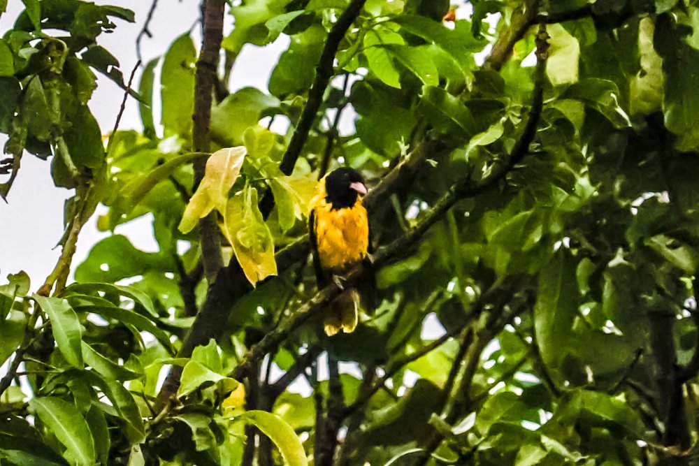 Photograph by Babu Ghosh