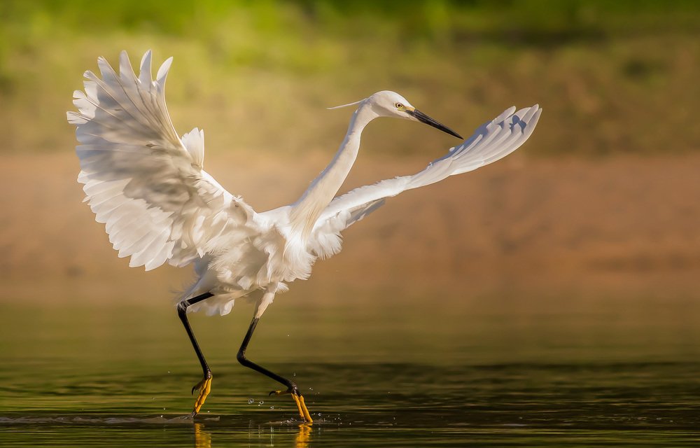 Photograph by Zlatko Borenović