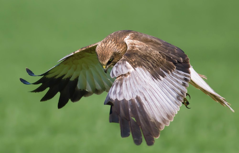 Photograph by Zlatko Borenović