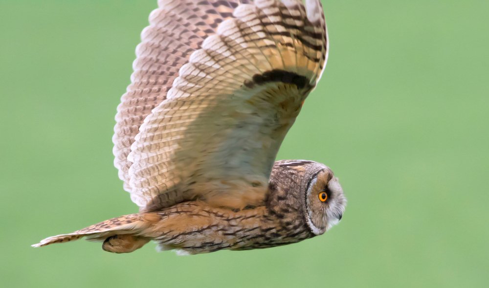 Photograph by Zlatko Borenović