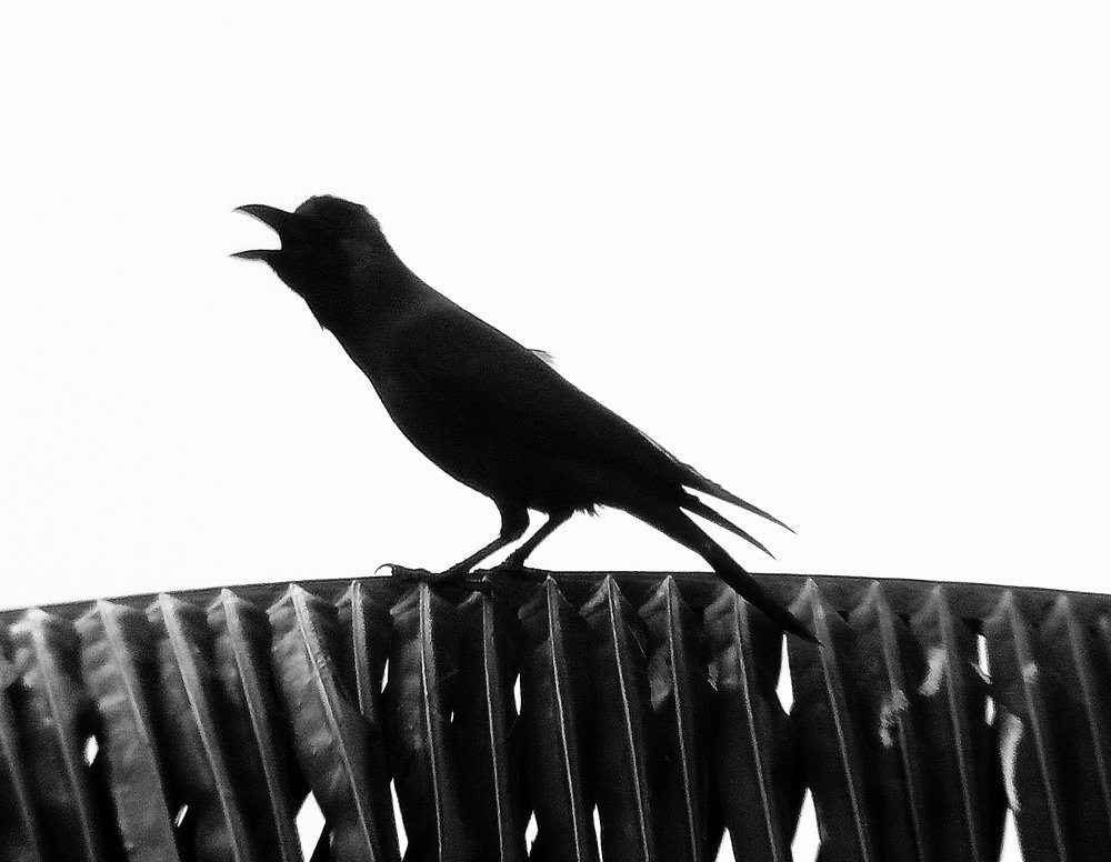 Photograph by Ahammed Shamim