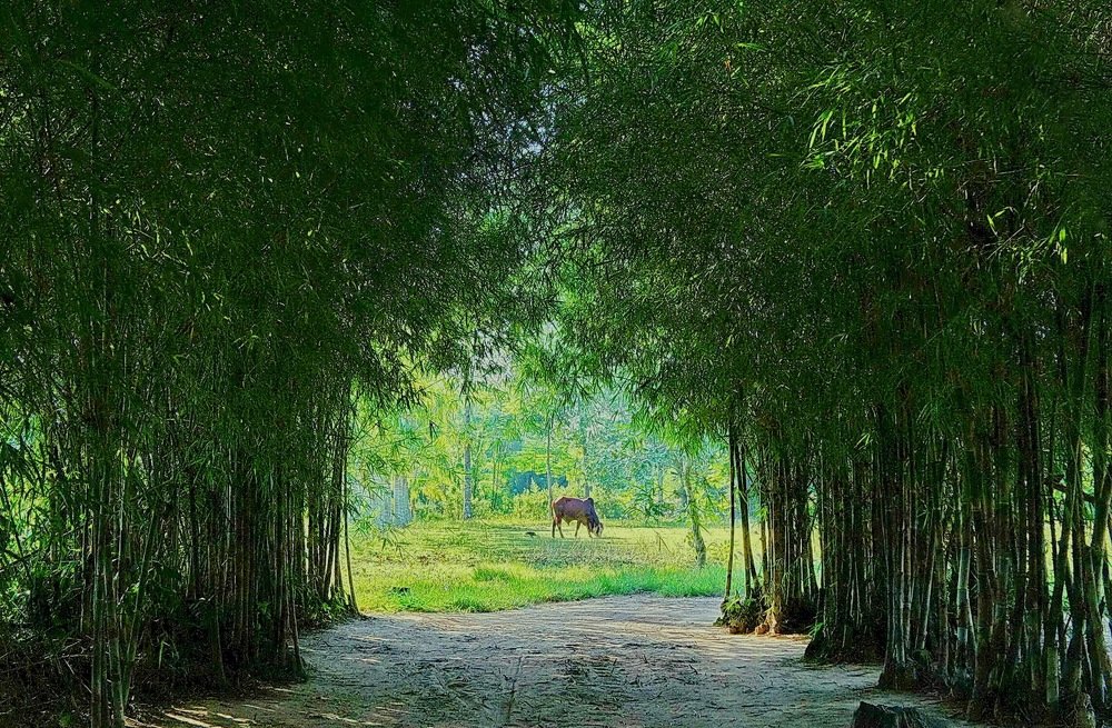 Photograph by Dam Dang Luong