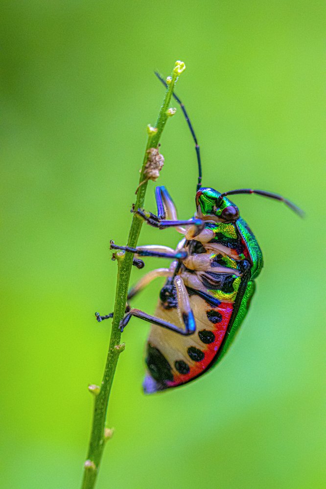 Green is Life , Life is Green