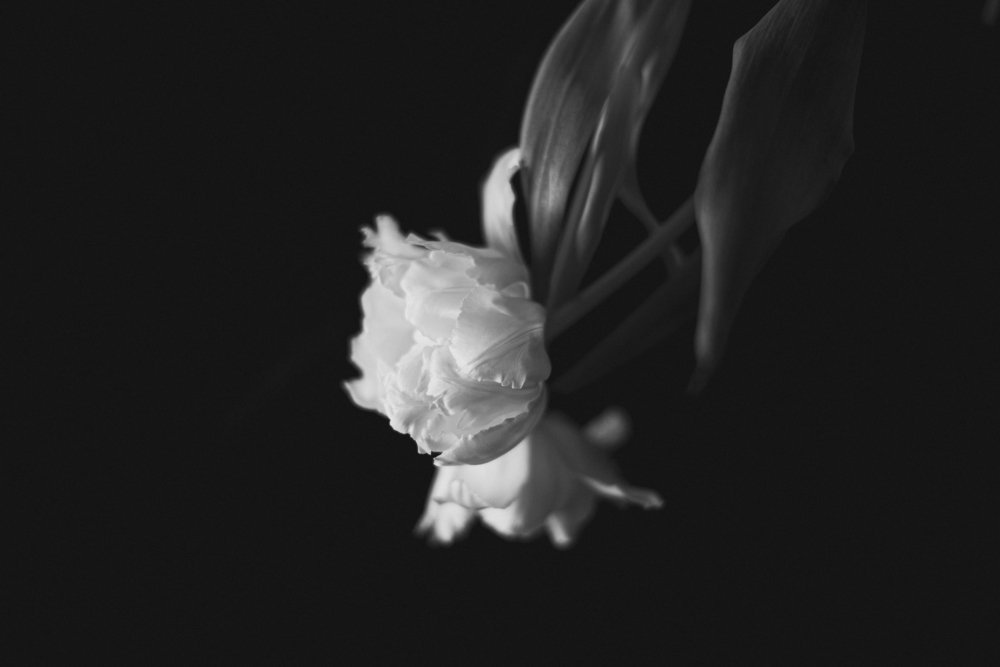 Photograph by Julia Guest