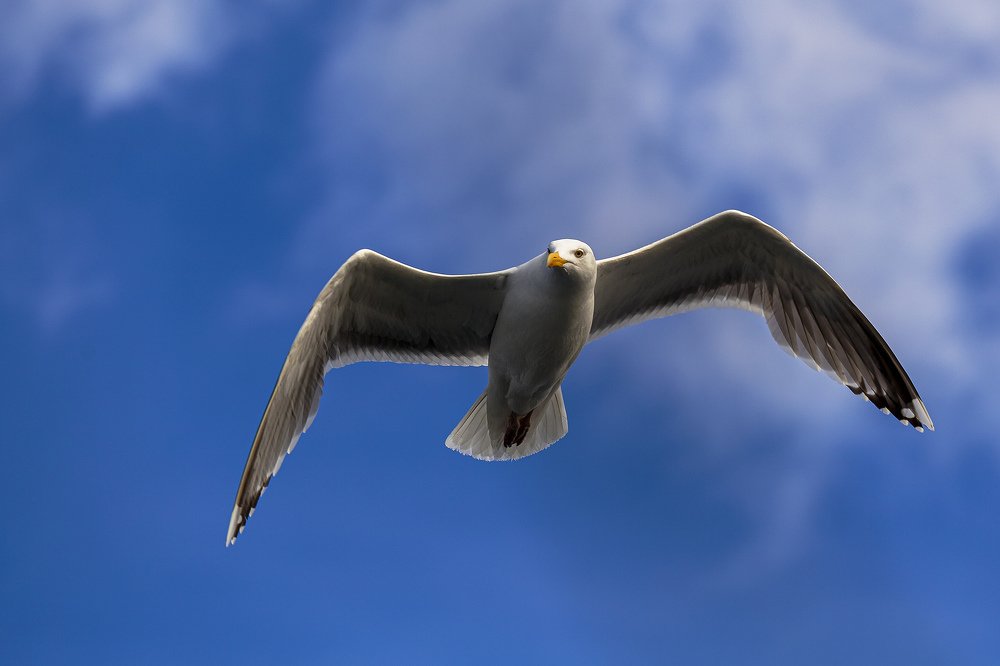 Photograph by Александр Игнатьев