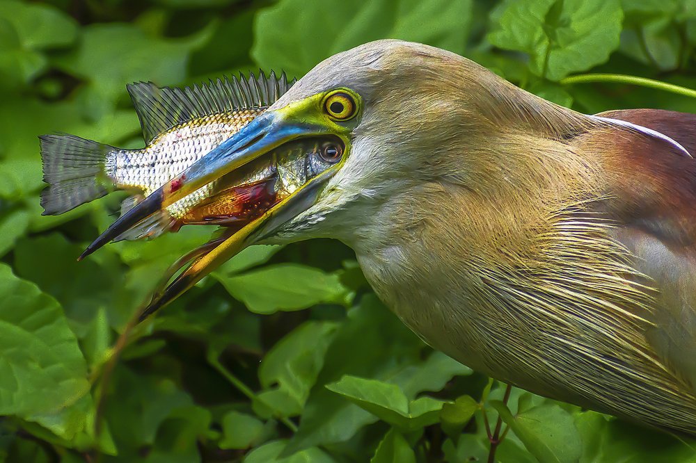 Eye of Life vs Eye of Death