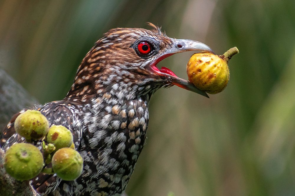 Breakfast Time,  Asian Koel (F)