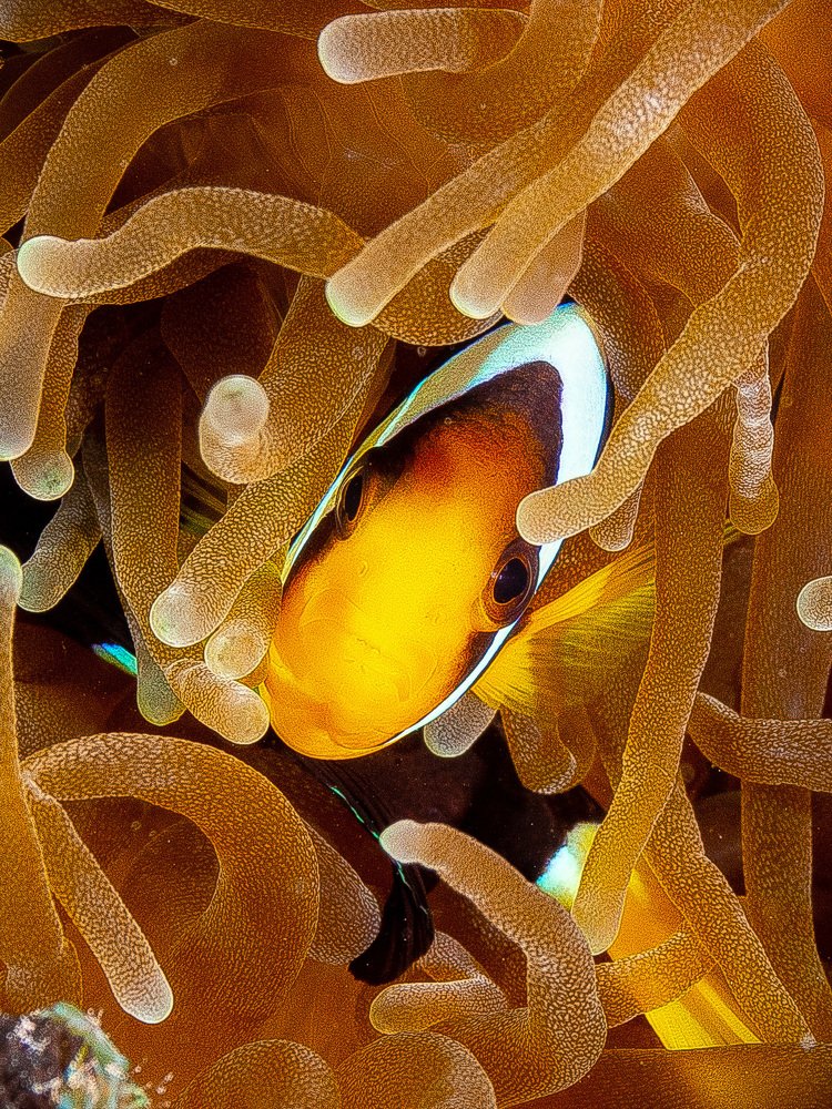 Photograph by Alexander Plakida