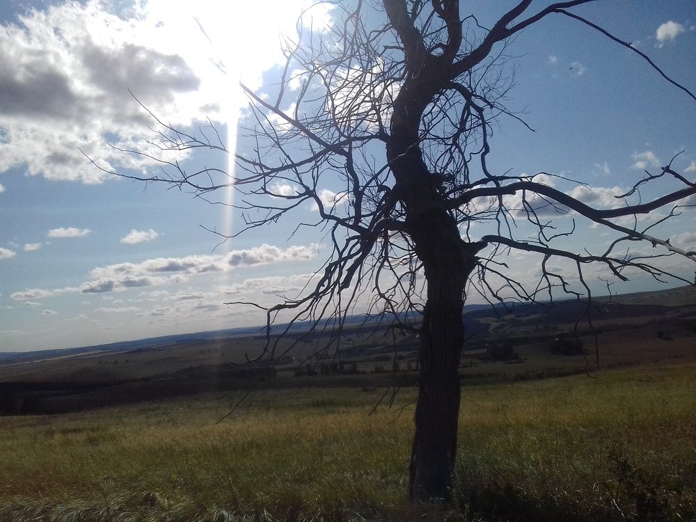 Старое дерево.