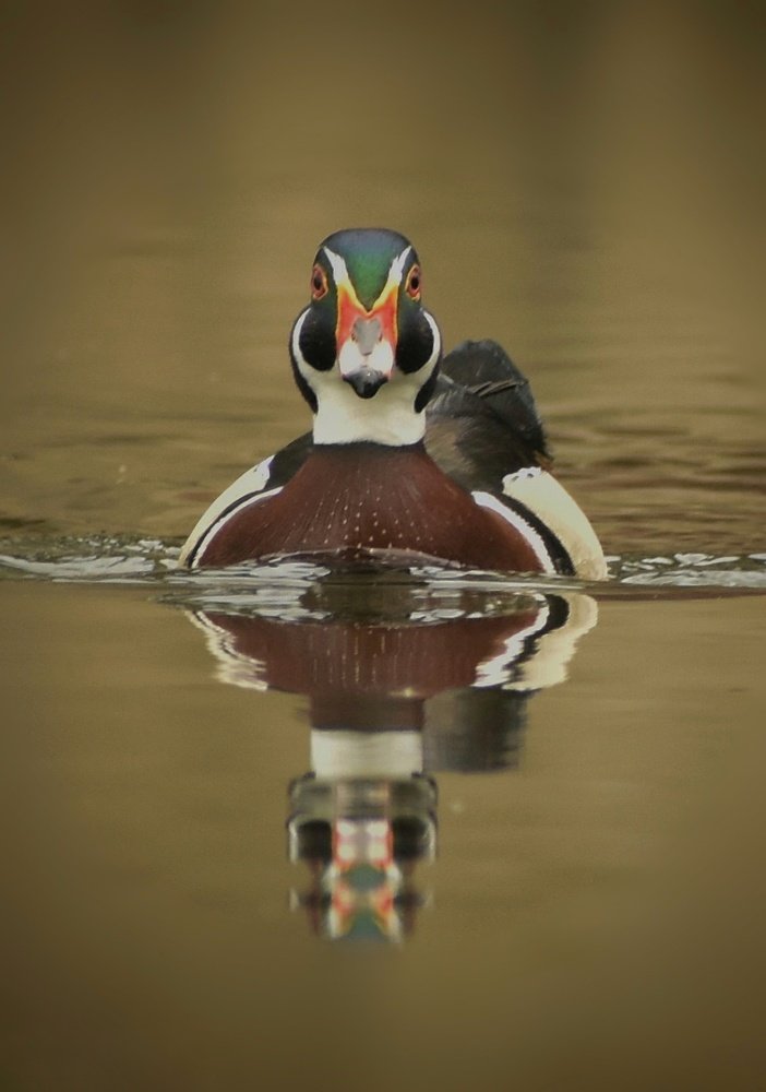Reflection