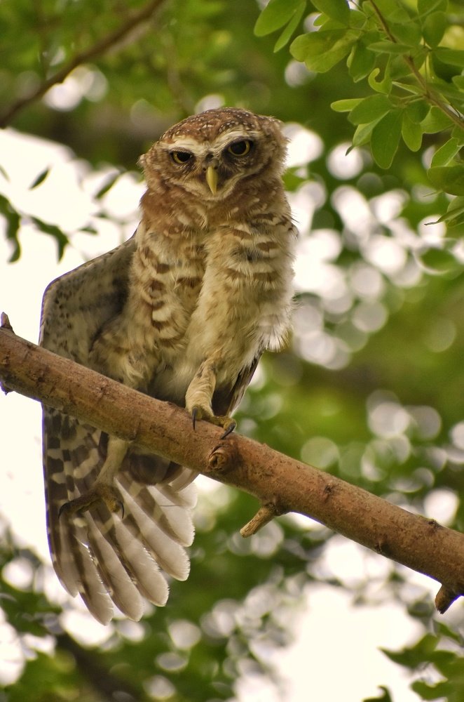 Photograph by Sameer Das