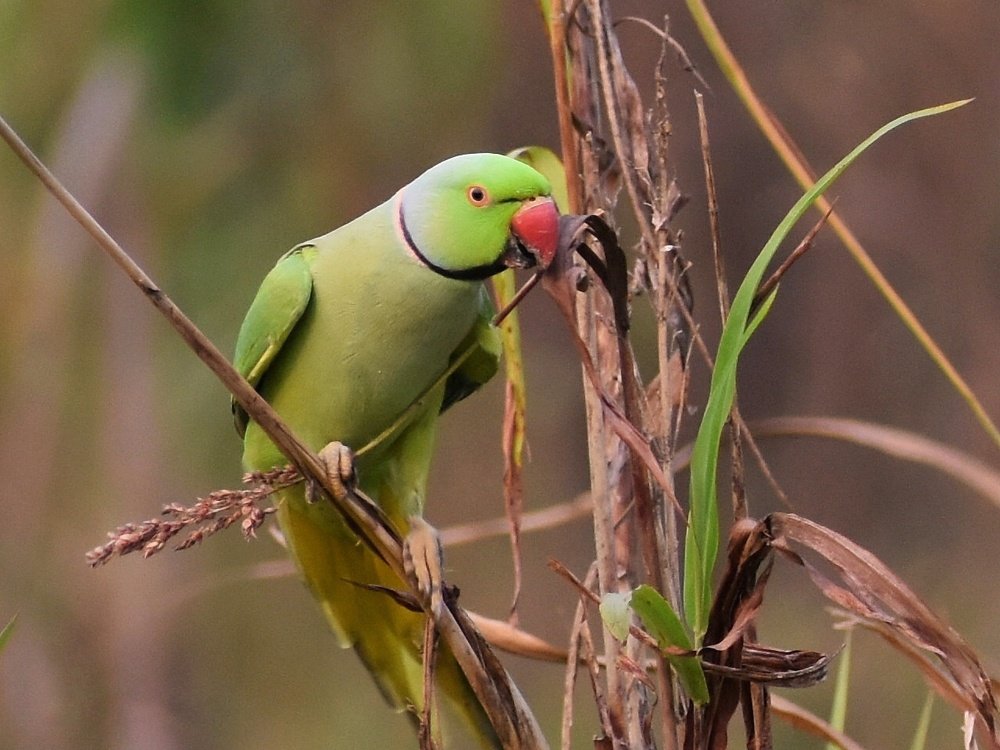 Photograph by Sameer Das