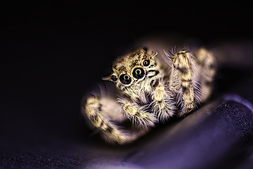Beautiful jumper spider