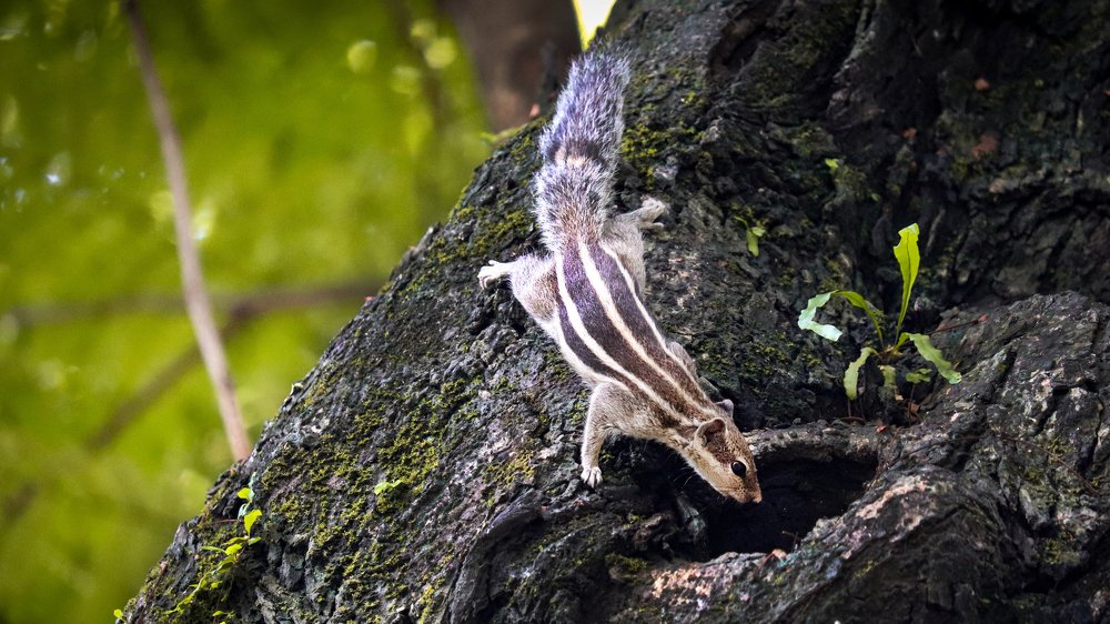 Three-striped Palm Squirrel