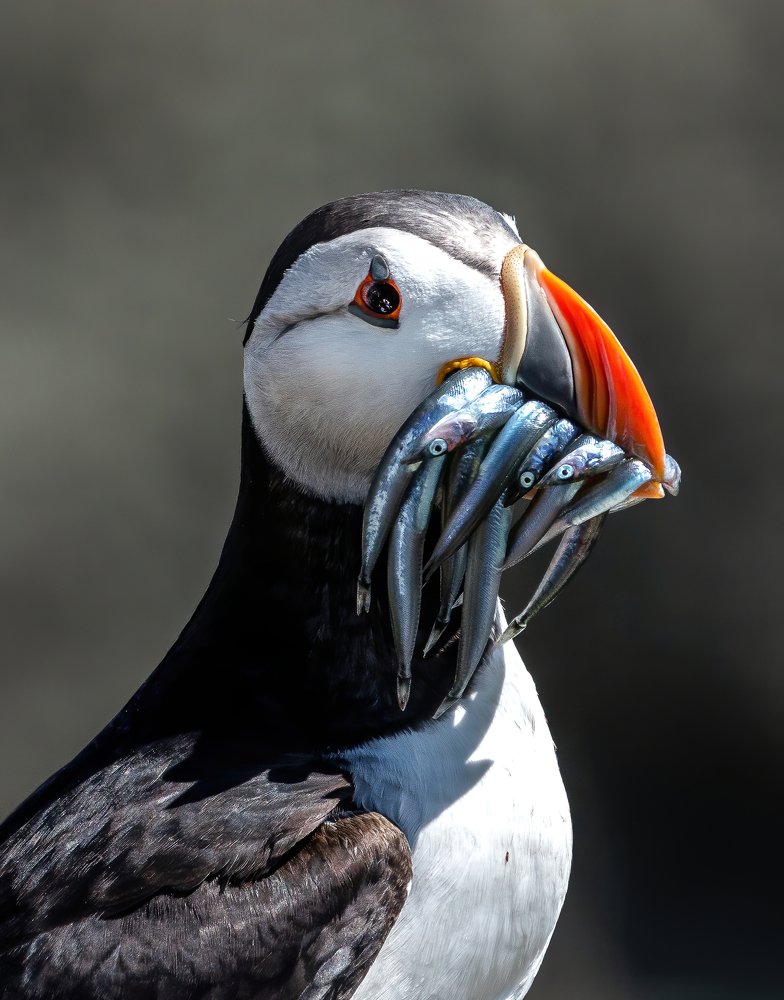 Atlantic Puffin with Sant eels