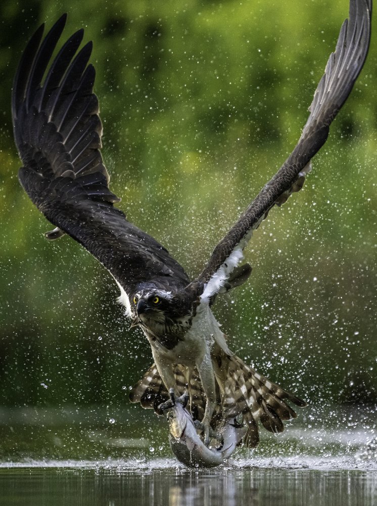 Osprey catching Fish