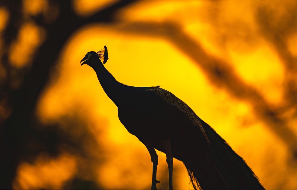 Photograph by Nitin Baste