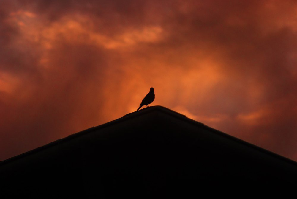 Photograph by Pariz Vidal