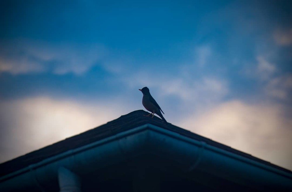 Bird in blue