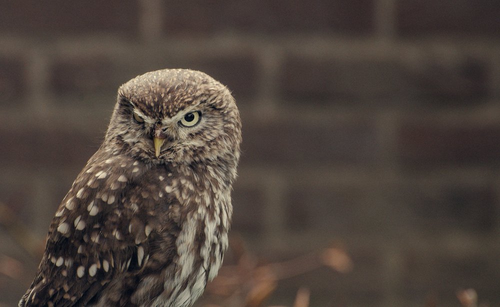 Photograph by Yulia Tanakova