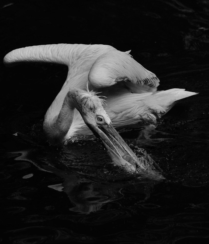 Photograph by Татьяна Козлова