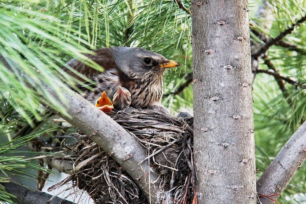 Photograph by Елена Мормоль